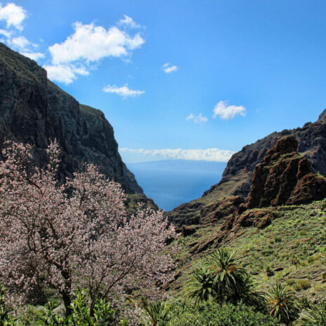 TeidaMasca003 TeidaMasca003