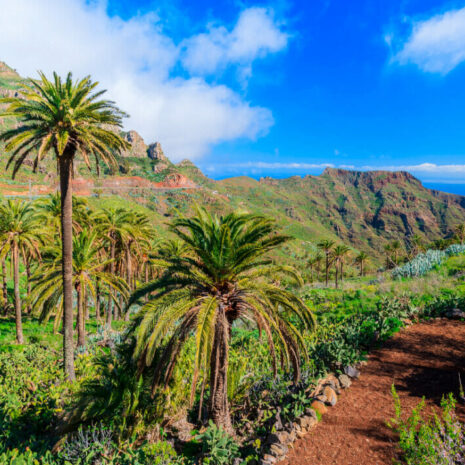 TeidaMasca024 TeidaMasca024