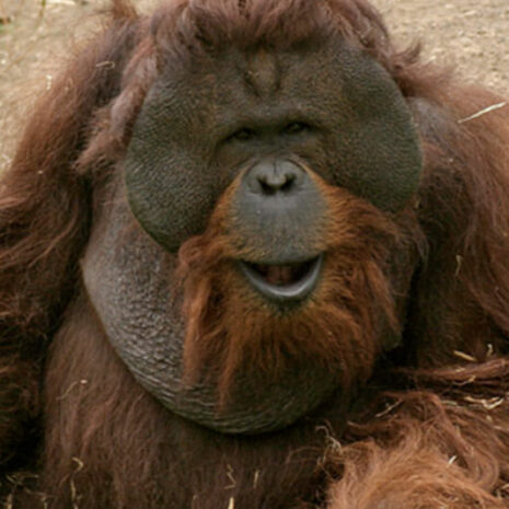 jungleaqua-11 jungleaqua-11