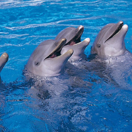 jungleaqua-5 jungleaqua-5