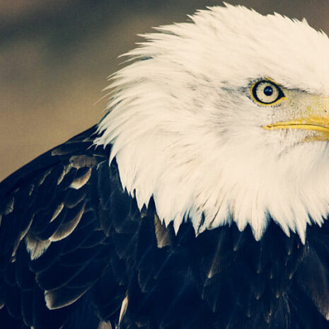 jungleaqua-7 jungleaqua-7