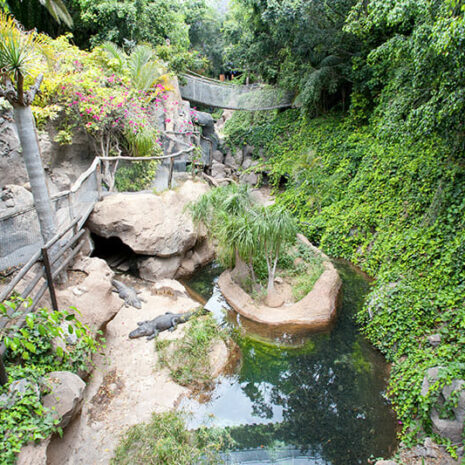 jungleaqua-8 jungleaqua-8