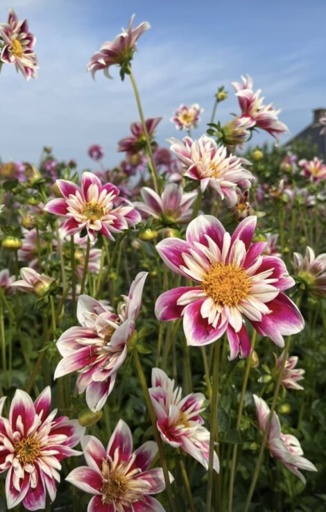 dahlia flowers